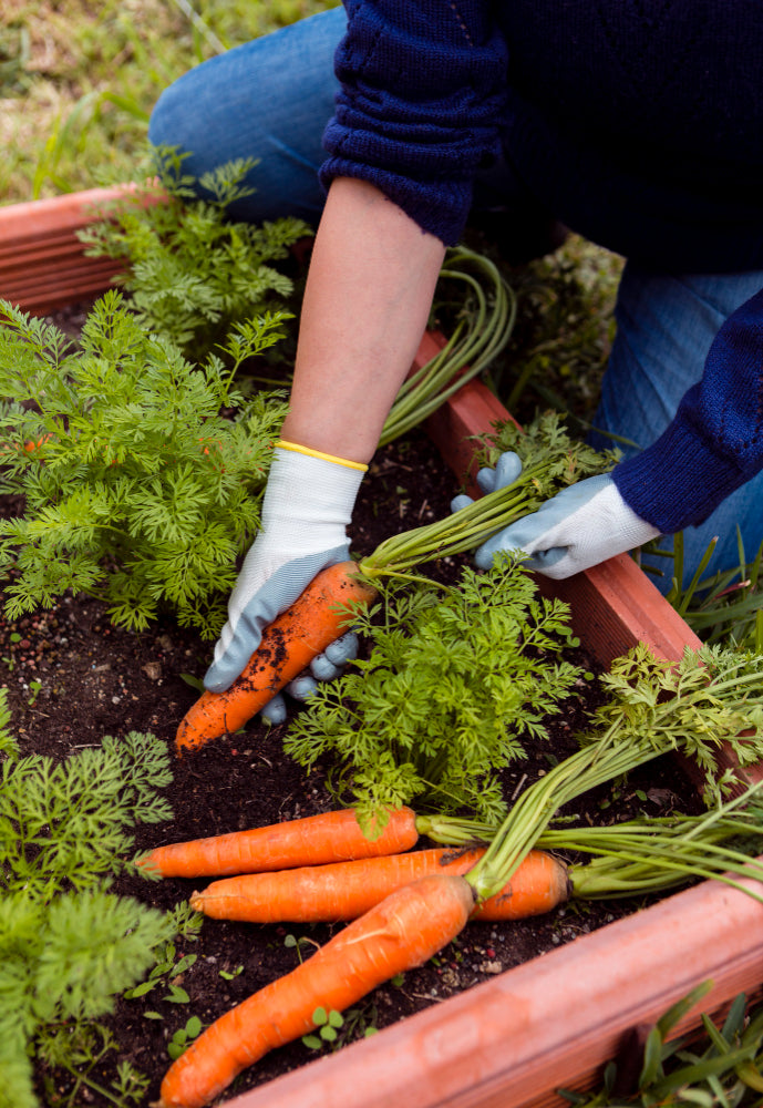 Cool Weather Vegetable Growing Guide for a Fresh Spring Harvest