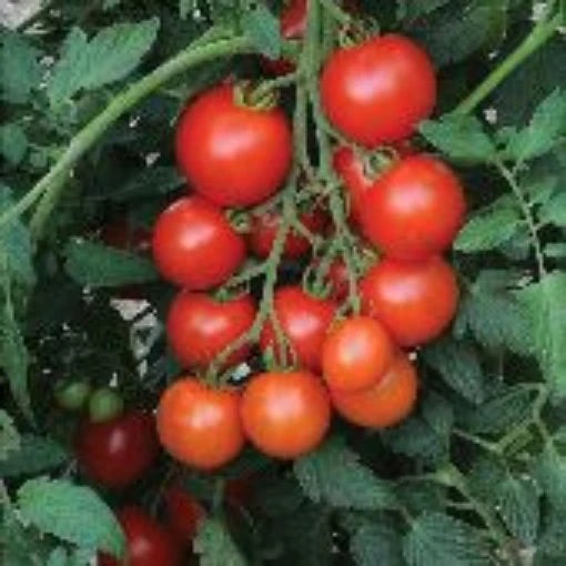 Mountain Magic Campari Tomato Seeds for Planting – Heirloom, Non-GMO, High Germination, Crack-Resistant Hybrid Garden Seeds