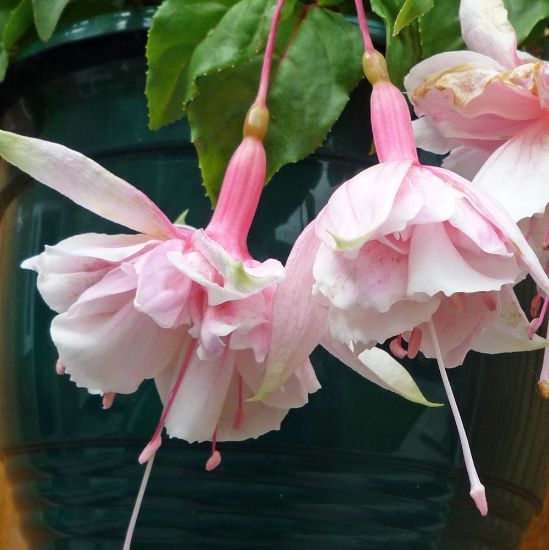 Baby Pink Fuchsia Heirloom Non-GMO Seeds for Planting – High Germination Organic Garden Seeds for Hanging Baskets & Borders