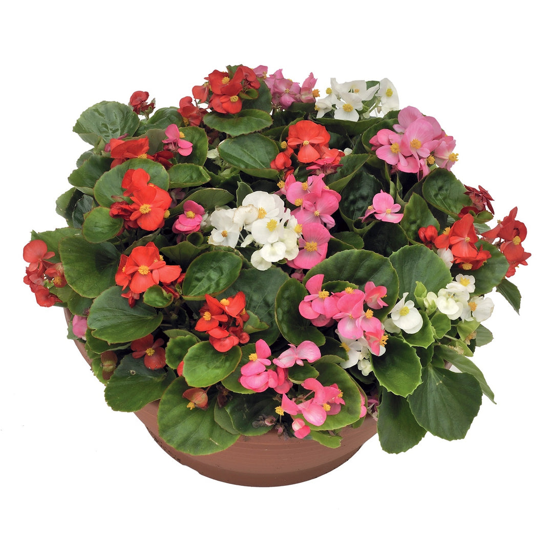 Ambassador Begonia Flower Seeds – Heirloom, Non-GMO, High Germination Organic Garden Seeds for Planting