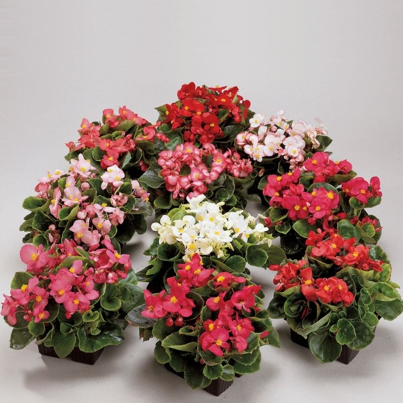 Ambassador Begonia Flower Seeds – Heirloom, Non-GMO, High Germination Organic Garden Seeds for Planting