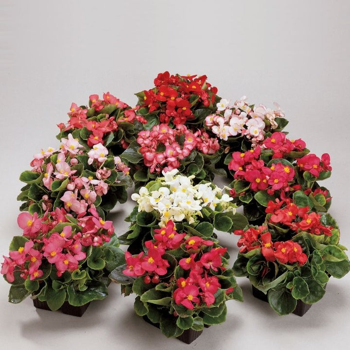 Ambassador Begonia Flower Seeds – Heirloom, Non-GMO, High Germination Organic Garden Seeds for Planting