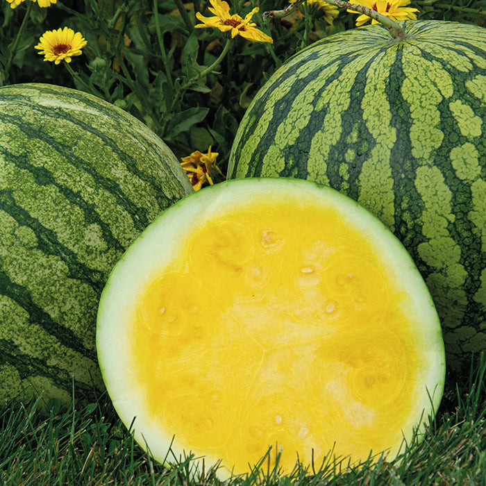 Buttercup Watermelon Fruit Seeds for Planting – Refreshing, Sweet Watermelons, Heirloom & Non-GMO, High Germination