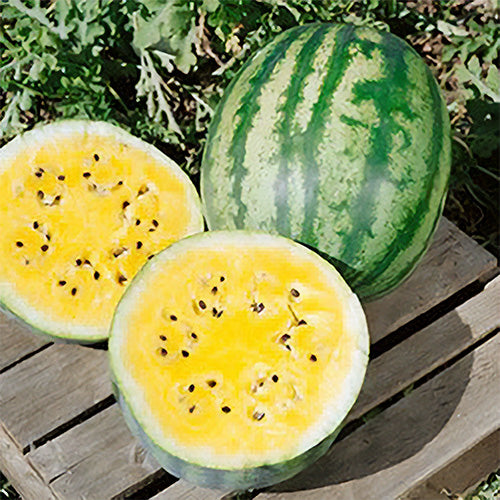Golden Honey Watermelon Fruit Seeds for Planting – Refreshing, Sweet Watermelons, Heirloom & Non-GMO, High Germination