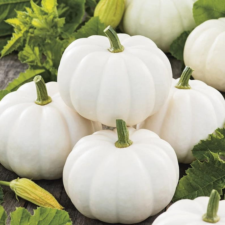 White Pumpkin Vegetable Seeds for Planting – Heirloom, Non-GMO, High Germination Organic Garden Seeds