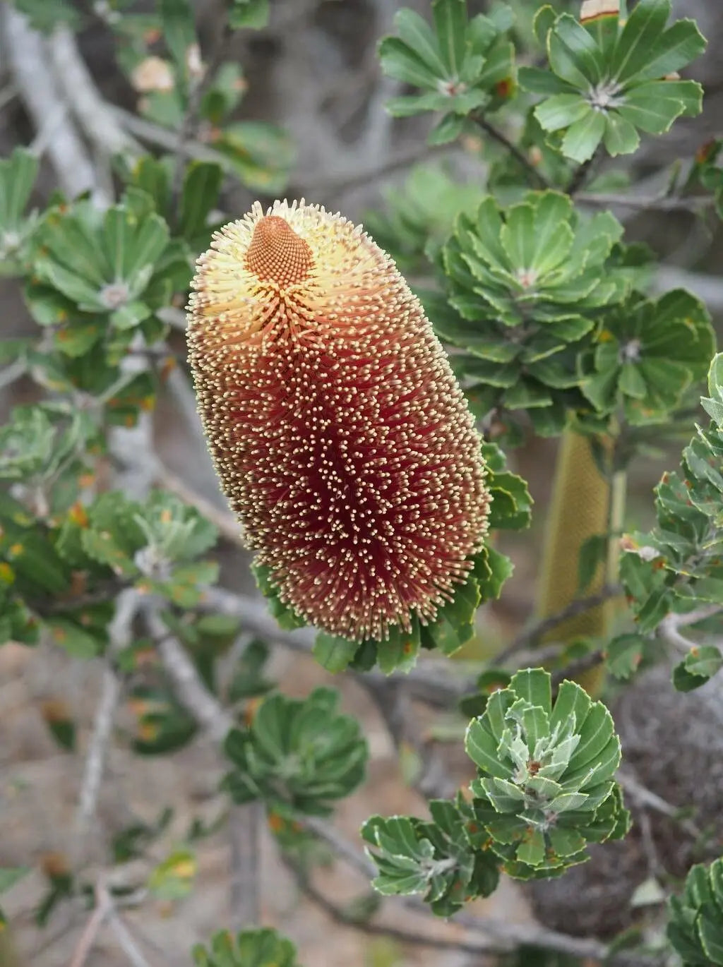 Banksia Plant Seeds for Planting – Heirloom, Non-GMO, High Germination Organic Garden Seeds