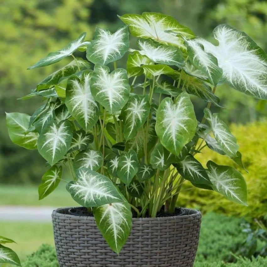 caladium plant seeds Caladium Flower Seeds for Planting – Green Foliage – Heirloom, Non-GMO,  High Germination Decorative Garden Seeds