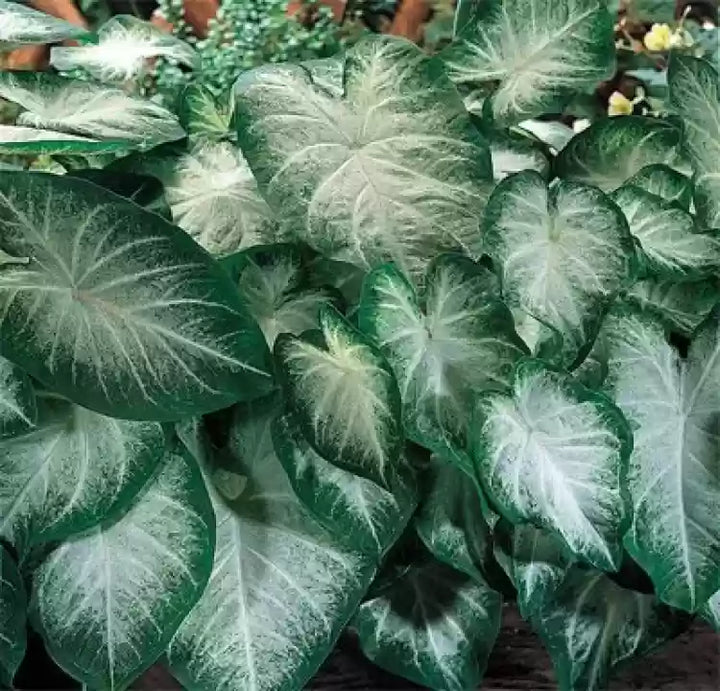 Leaf Caladium Aaron Seeds – Heirloom, Non-GMO, High Germination Organic Garden Seeds for Planting