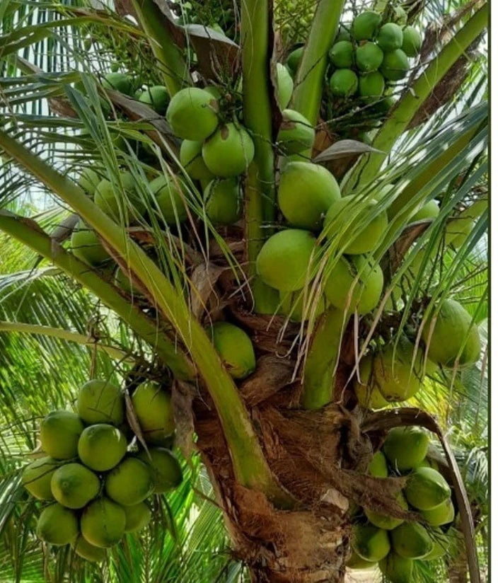 coconut seed planting Tall Coconut Tree Seeds for Planting – Heirloom, Non-GMO, High-Yield Tropical Fruit Tree for Home Garden & Coastal Areas 250 pcs