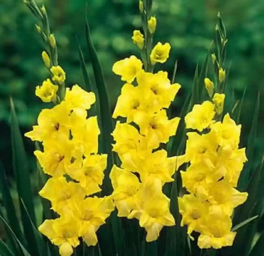 Yellow Gladiolus Heirloom Non-GMO Seeds for Planting – High Germination Organic Garden Seeds