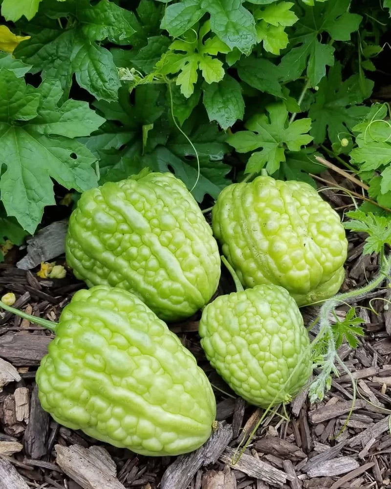 Bitter Gourd Round Green Chinese Variety Seeds – Heirloom, Non-GMO, High Germination Organic Garden Seeds