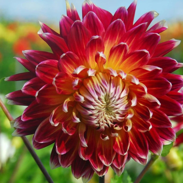 Akita Dahlia Red Flower Seeds – Heirloom, Non-GMO, High Germination Organic Garden Seeds for Planting