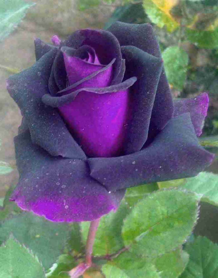 Purple Dragon Rose Plant Seeds for Planting – Heirloom Non-GMO Garden Seeds with High Germination
