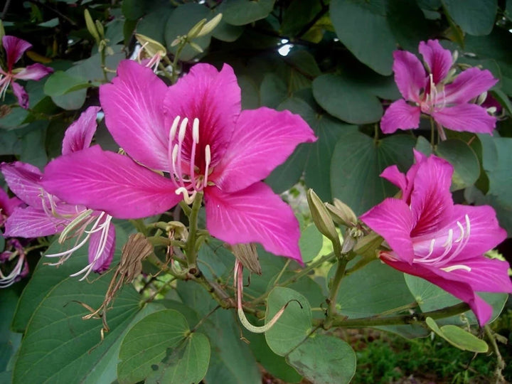 Bauhinia Flower Seeds for Planting, Heirloom, Non-GMHeirloom Bauhinia Flower Seeds, Non-GMO Orchid Tree Blooms for Tropical Garden PlantingO, 100 pcs