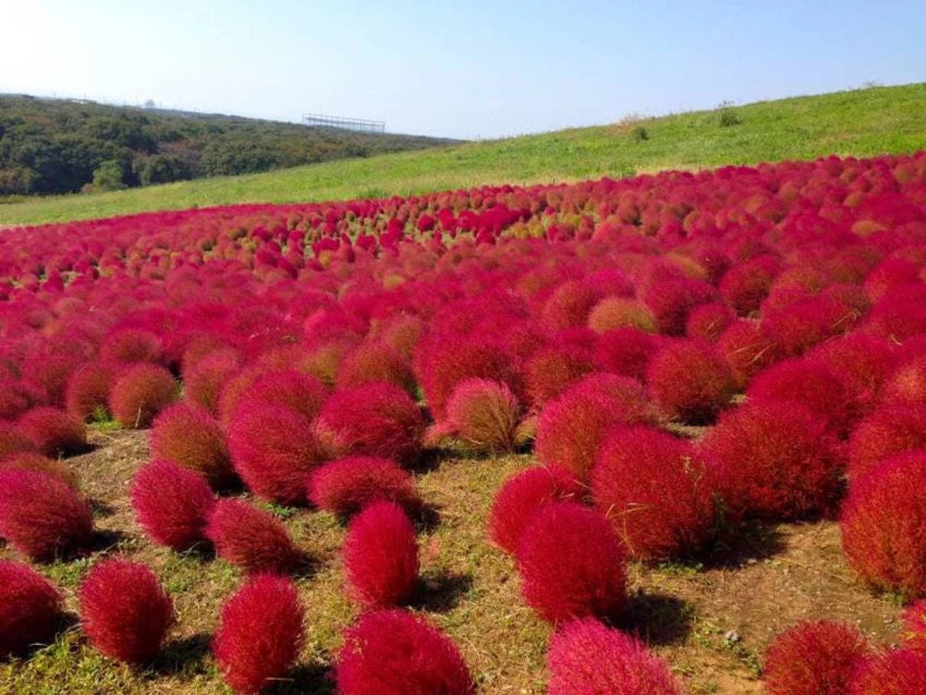 burning bush seeds planting Red Burning Bush Flower Seeds for Planting, Fresh,