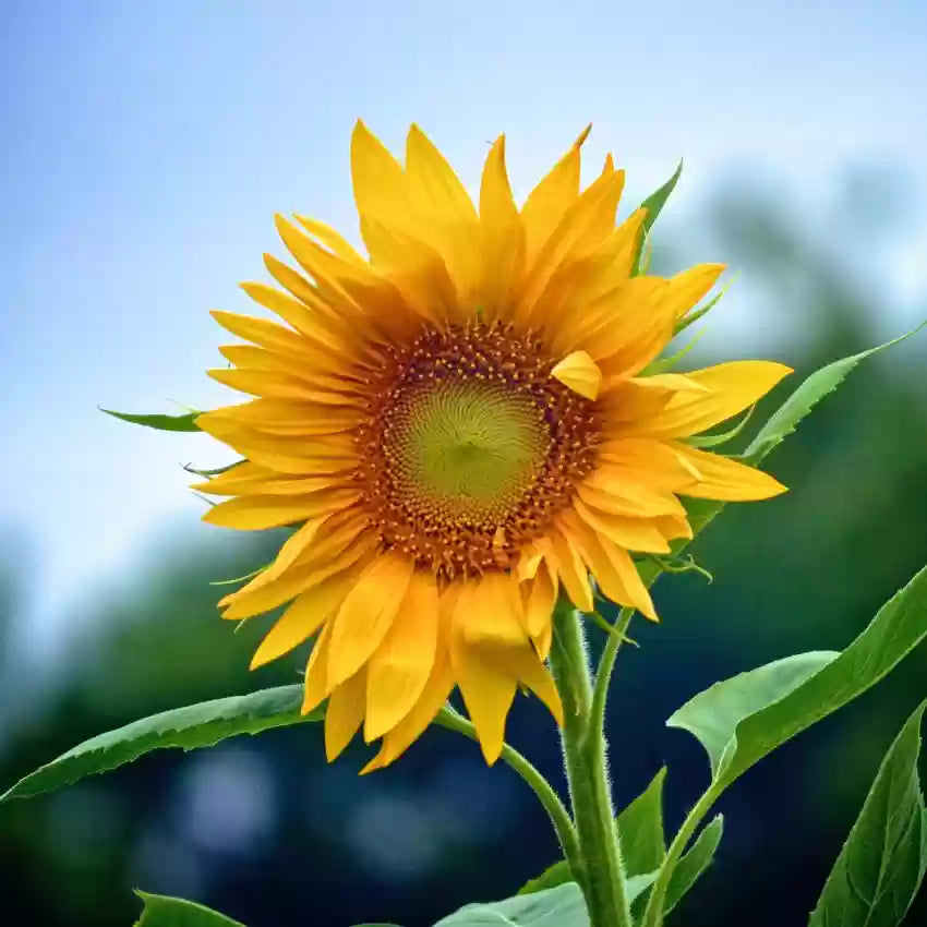Yellow & Red Sunflower Heirloom Non-GMO Seeds for Planting – High Germination Organic Garden Seeds for Bold Blooms