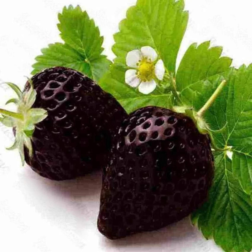 black seeds strawberries Black Mission Fig Seeds – Heirloom Non-GMO Fruit Seeds for Garden Planting 100 pcs