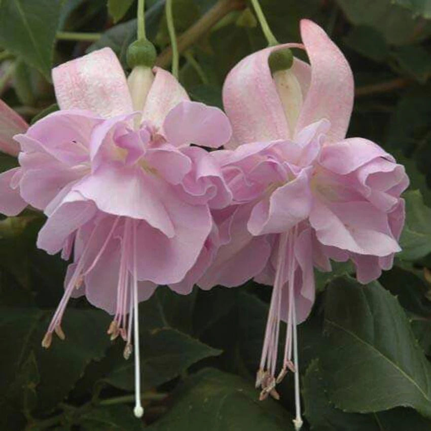 Baby Pink Fuchsia Heirloom Non-GMO Seeds for Planting – High Germination Organic Garden Seeds for Hanging Baskets & Borders
