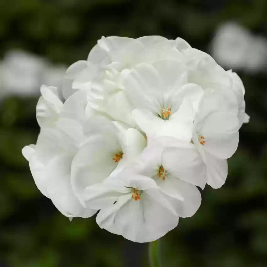 White Geranium Flower Seeds for Planting – Heirloom, Non-GMO, High Germination Organic Garden & Container Seeds