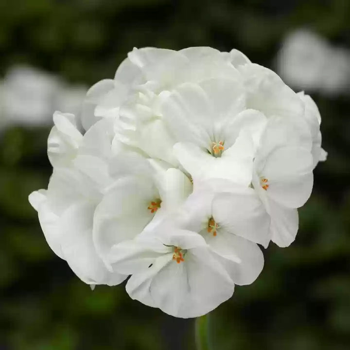 White Geranium Flower Seeds for Planting – Heirloom, Non-GMO, High Germination Organic Garden & Container Seeds