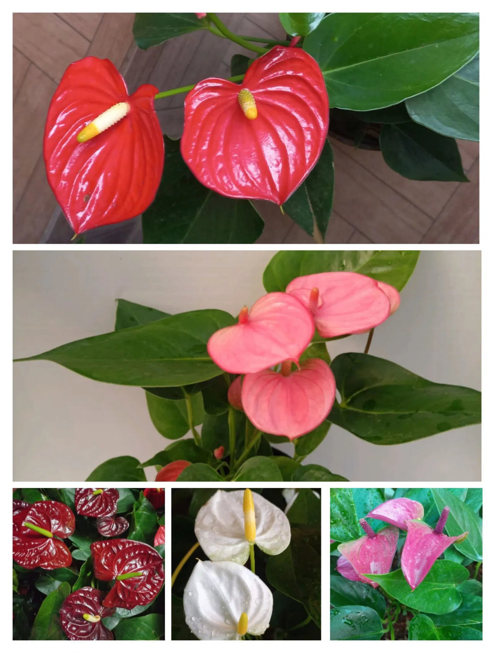 Buy Premium Mixed Anthurium Flower Plant Seeds Online