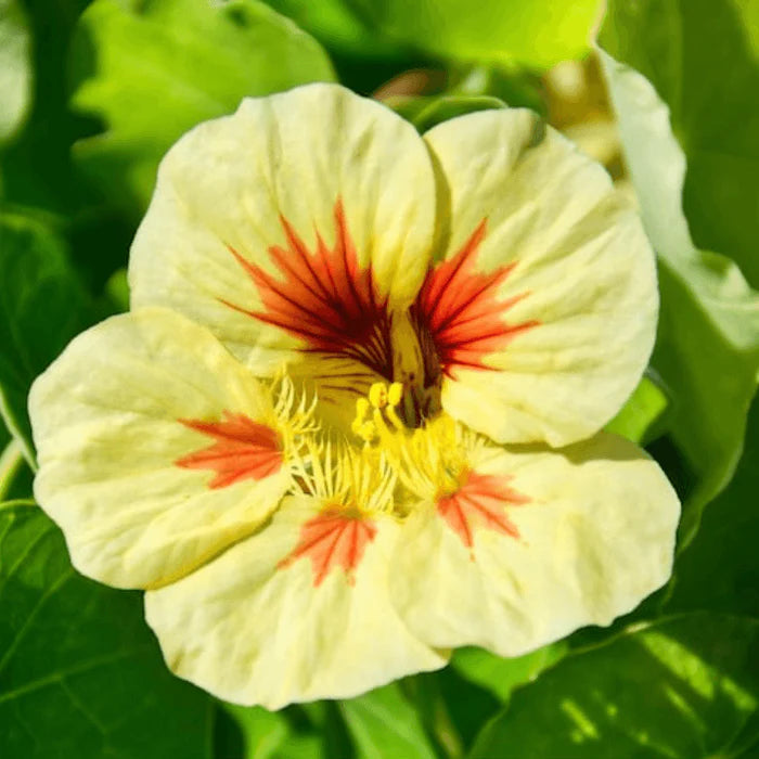 Yellow Peach Nasturtium Flower Seeds for Planting – Heirloom Non-GMO, High Germination Home Garden Seeds