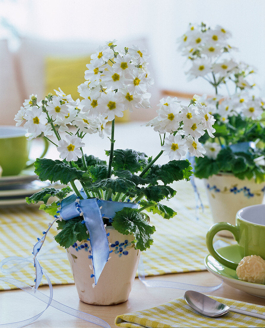 White Primula Malacoides Flower Seeds for Planting – Heirloom, Non-GMO, High Germination Organic Garden Seeds