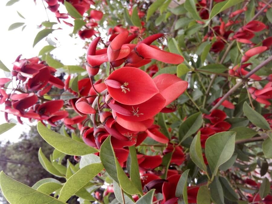 \Heirloom Non-GMO Erythrina Crista-Galli Flower Seeds for Planting – Exotic Coral Tree Blooms for Tropical Gardens