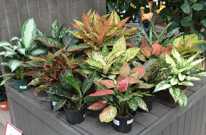Heirloom Non-GMO Aglaonema Mixed Plant Seeds for Planting – High Germination Organic Garden Seeds for Indoor Beauty