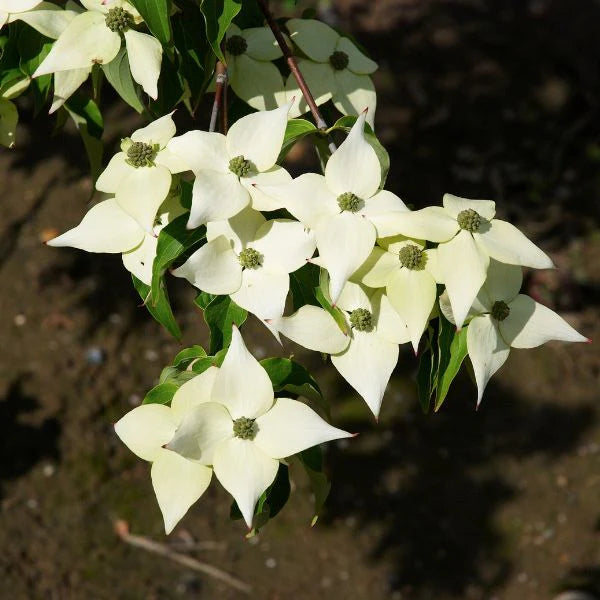 White Dogwood Flower Seeds – Heirloom, Non-GMO, High Germination Organic Garden Seeds for Planting
