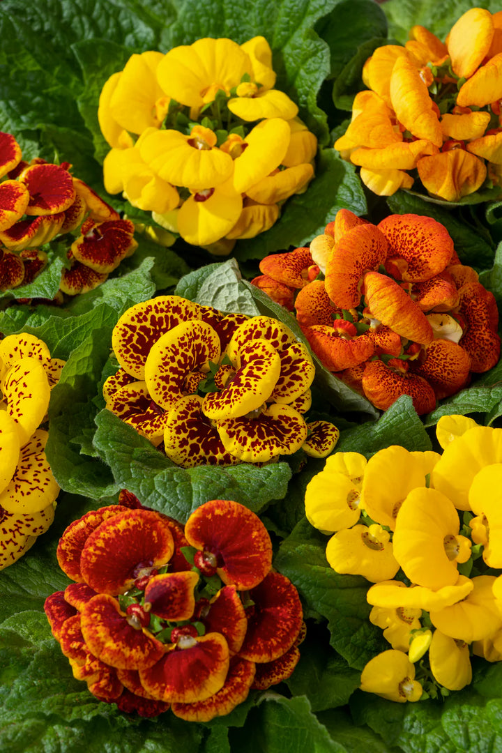Calceolaria Zapatilla Flower Seeds for Planting | Heirloom Non-GMO High Germination Organic Garden Seeds