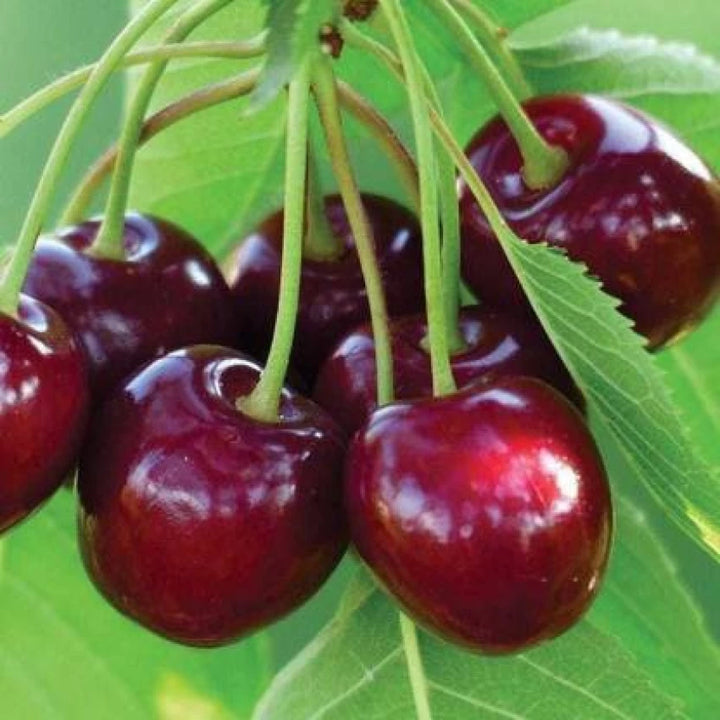 Barry’s Cherry Fruit Seeds for Planting – Sweet, Juicy Cherries, 100 pcs, Heirloom & Non-GMO, High Germination