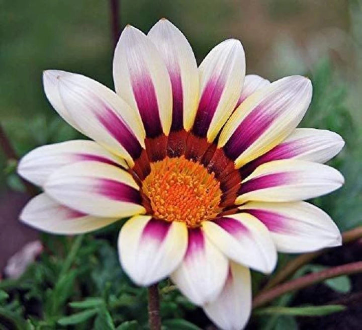 White Purple Gazania Seeds for Planting – Heirloom, Non-GMO, High Germination Organic Garden Seeds for Drought-Tolerant Blooms