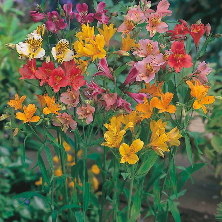 Alstroemeria Aurantiaca Seeds – Heirloom Non-GMO Peruvian Lily Flower Seeds for Planting – High Germination