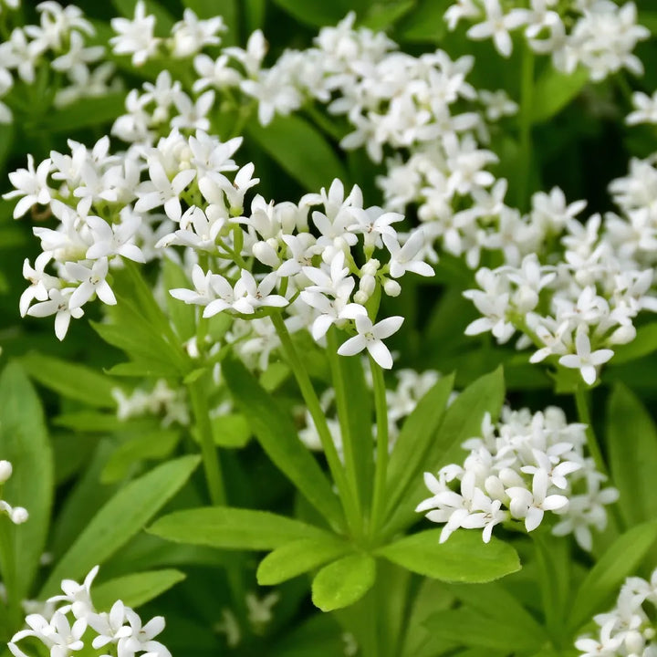 Sweet Woodruff Flower Seeds for Planting – Heirloom, Non-GMO, High Germination Organic Garden Seeds for Fragrant Blooms