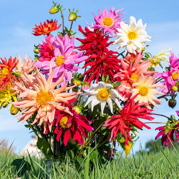 Cactus Dahlias Mixed Flower Seeds for Planting -heirloom and  Non-GMO garden seeds