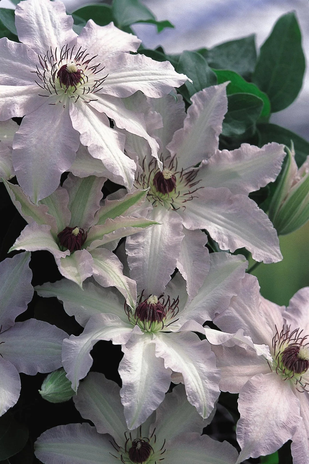 Brown White Clematis Flower Seeds for Planting – Heirloom, Non-GMO, High Germination Unique Climbing Vine Seeds