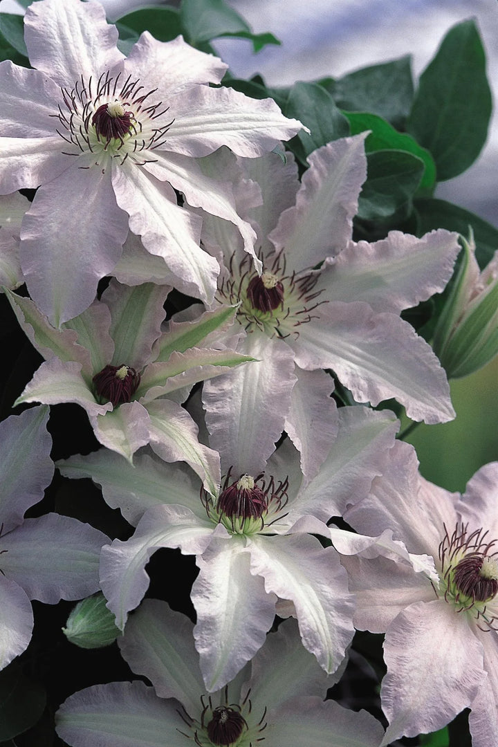Brown White Clematis Flower Seeds for Planting – Heirloom, Non-GMO, High Germination Unique Climbing Vine Seeds