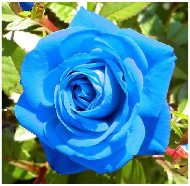 Blue Rose Heirloom Non-GMO Seeds for Planting