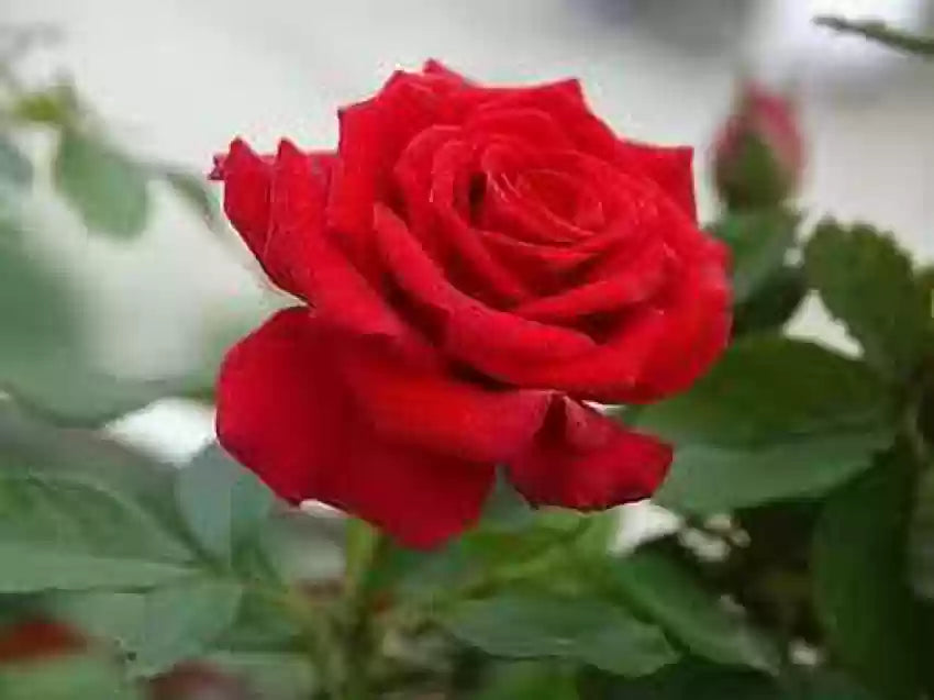 Fragrant Red Rose Plant Seeds for Planting – Heirloom Non-GMO High Germination Organic Garden Seeds