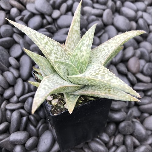 White Succulent Aloe Vera Plant Seeds for Planting | Heirloom, Non-GMO, High Germination Organic Garden Seeds