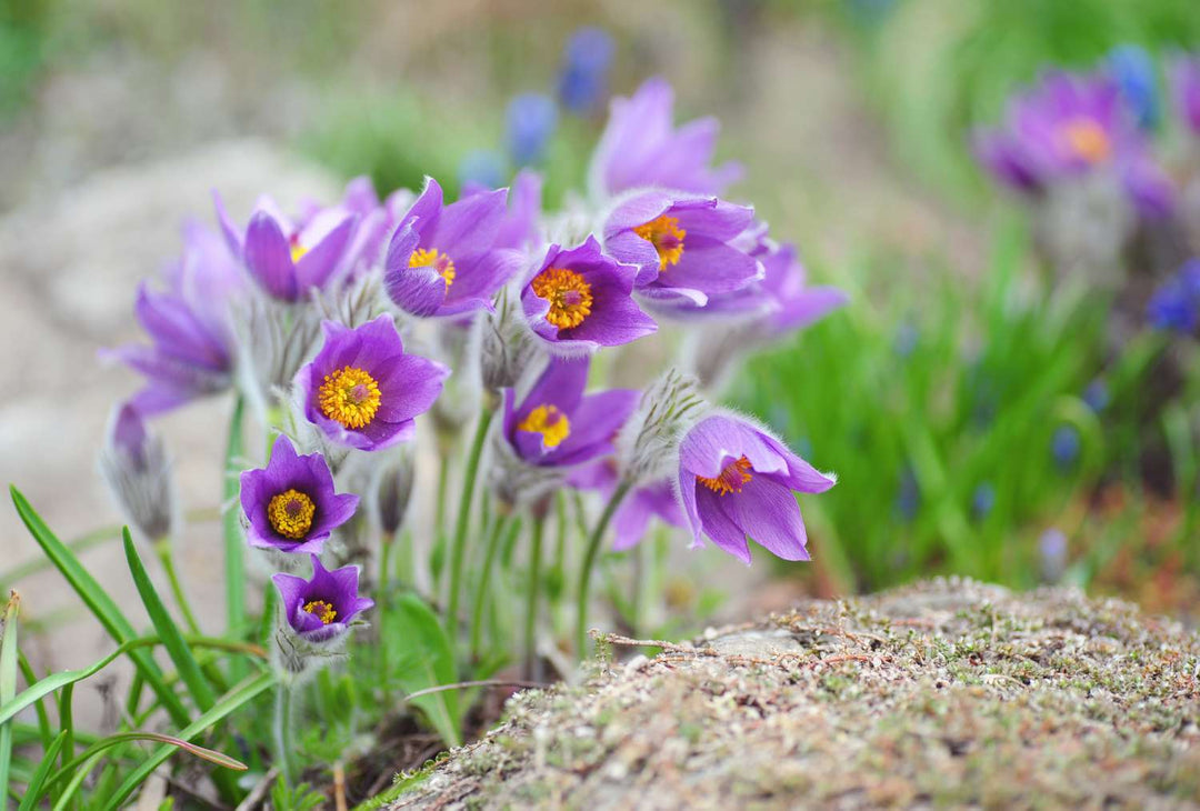 Pulsatilla Flower Seeds for Planting – Hardy Perennial, Early Spring Blooms