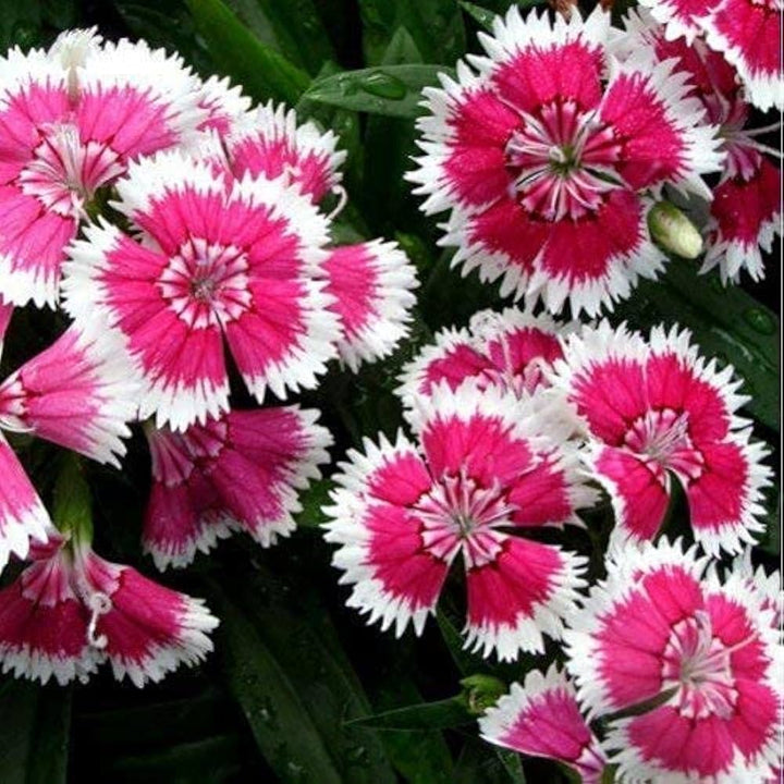 White Red Dianthus Flower Seeds – Heirloom, Non-GMO Seeds for Planting Bright Garden Blooms