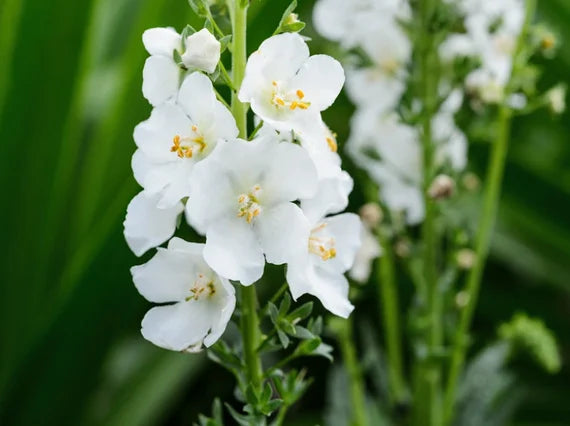 White Verbascum Flower Seeds for Planting – Heirloom, Non-GMO, High Germination Organic Garden Seeds