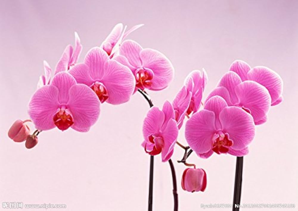 Baby Pink Phalaenopsis Orchid Seeds for Planting – Heirloom, Non-GMO, High Germination Organic Garden Seeds