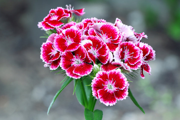 Burgundy White Dianthus Flower Seeds – Heirloom Non-GMO Blooms for Fragrant Garden Edges