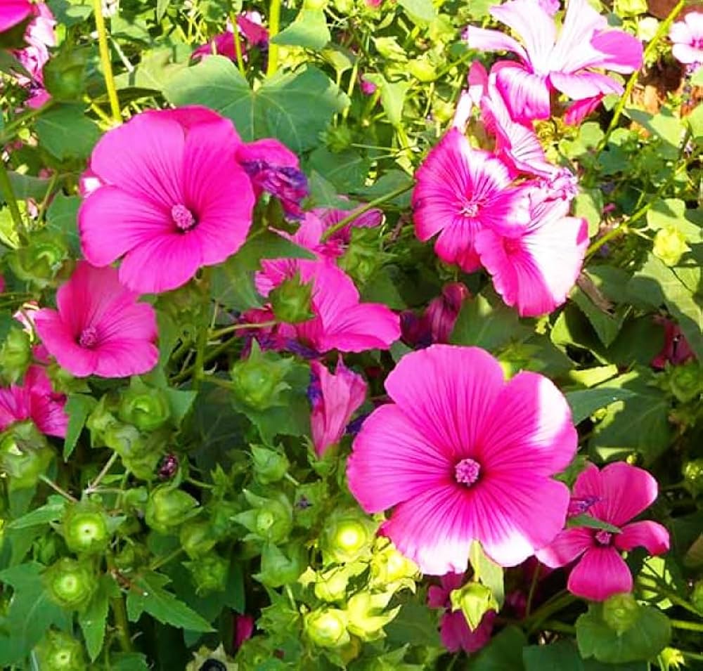 planting lavatera seeds Organic Pink Lavatera Flower Seeds for Planting – Heirloom, Non-GMO