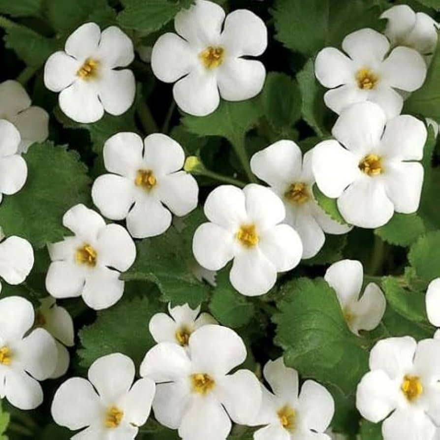 Heirloom Non-GMO White Bacopa Plant Seeds for Trailing Garden and Hanging  Basket Planting