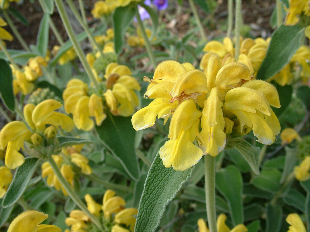 Yellow Jerusalem Sage Flower Seeds for Planting – Heirloom & Non-GMO Garden Blooms