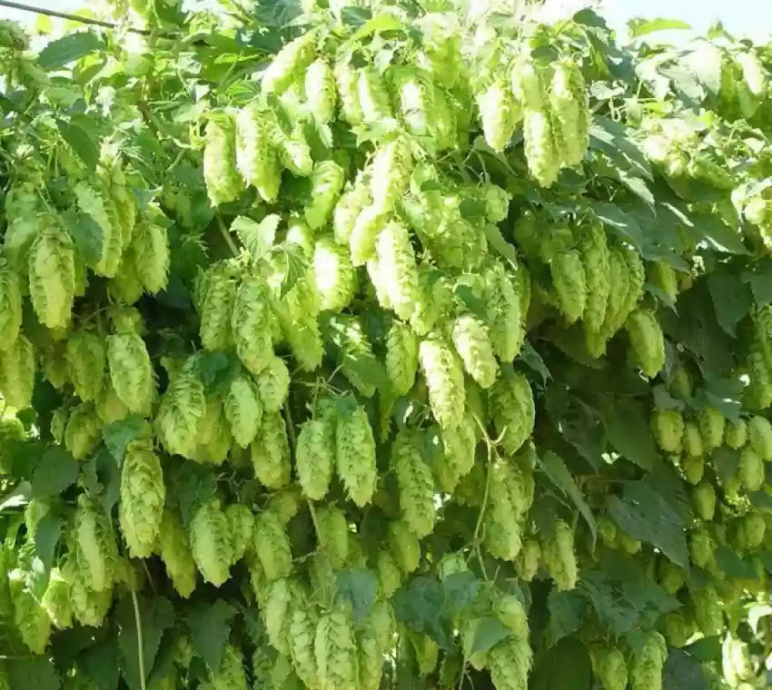 Humulus Lupulus Plant Seeds for Planting – Hardy Perennial Hops for Brewing & Ornamental Gardens